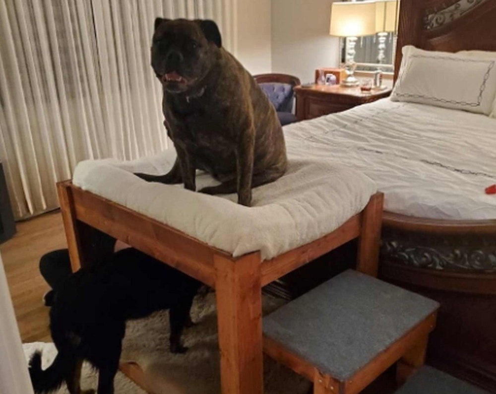 Stained/Painted Dog Bed-The ORIGINAL!! The Kirra Elevated Dog Bunk Bed Platform Large Dog Bunk Bed for Your Dog Bed