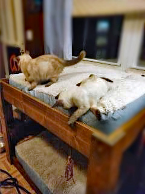 "Zeus" Stained/Painted Dog Bed-The ORIGINAL!!  Elevated Dog Bunk Bed Platform  Large Dog Bunk Bed for Your Dog Bed