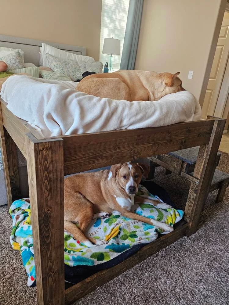 "Kirra" Large Dog Bunk Bed Elevated for Your Dog Bed with 2 Steps Stairs