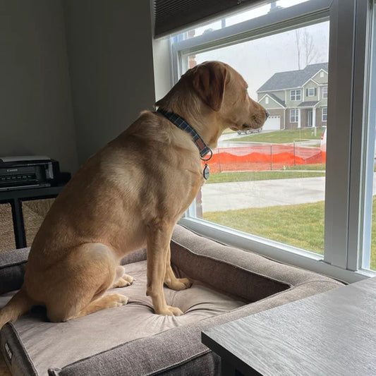 "Daisy" 30" High Platform Only Unfinished Wood Dog Bed Platform to Hold Your Dog Bed Cushion