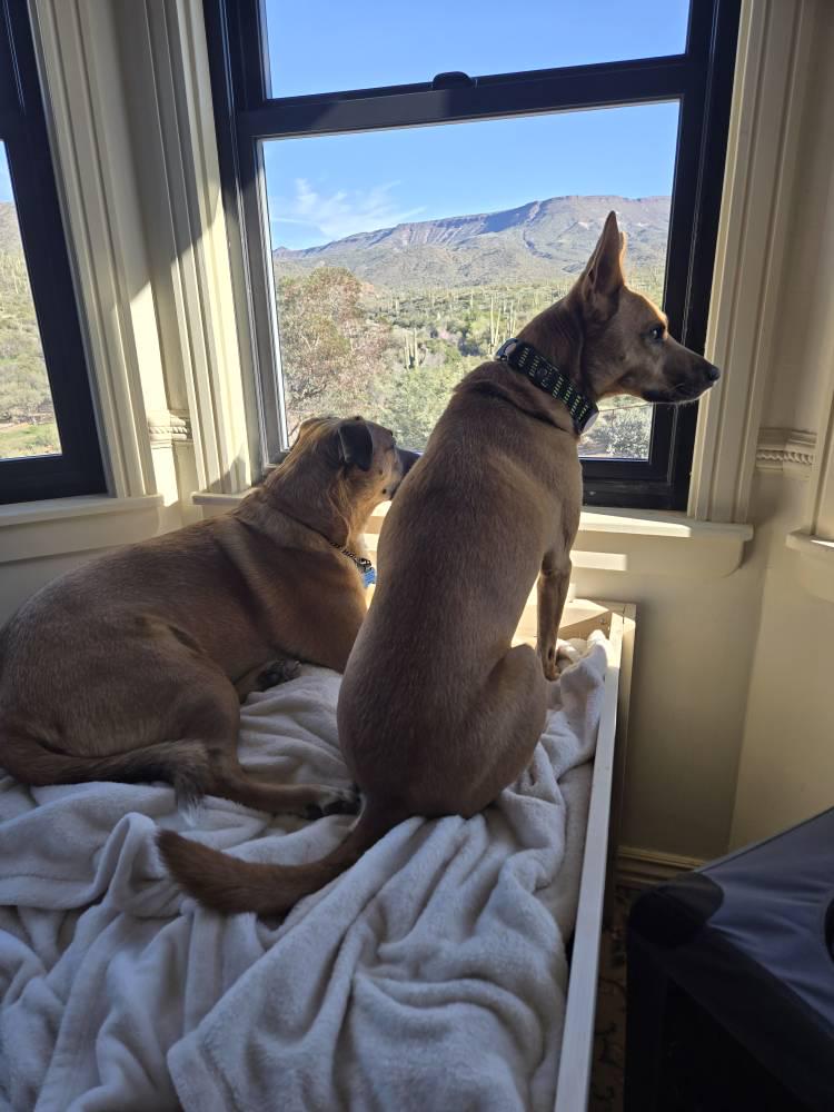 "Sophie" Unfinished Wood Dog Bed Platform to Hold Your Dog Bed Cushion