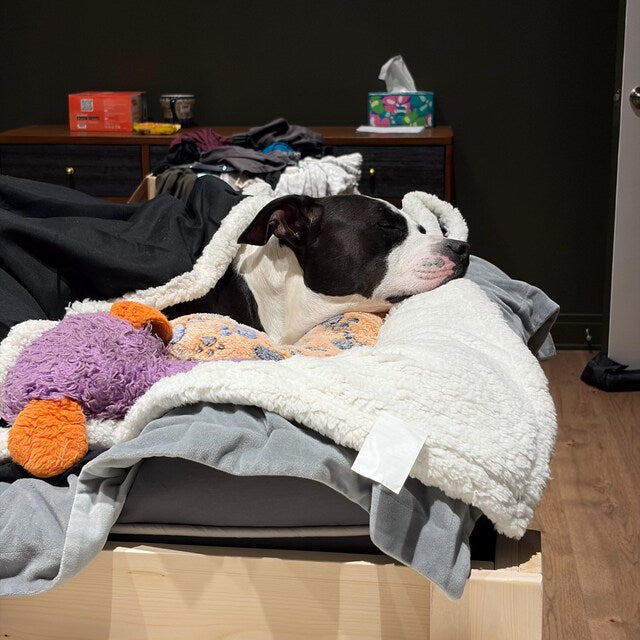 "Milo" 30" High Platform with 2 Steps Dog Bed Platform