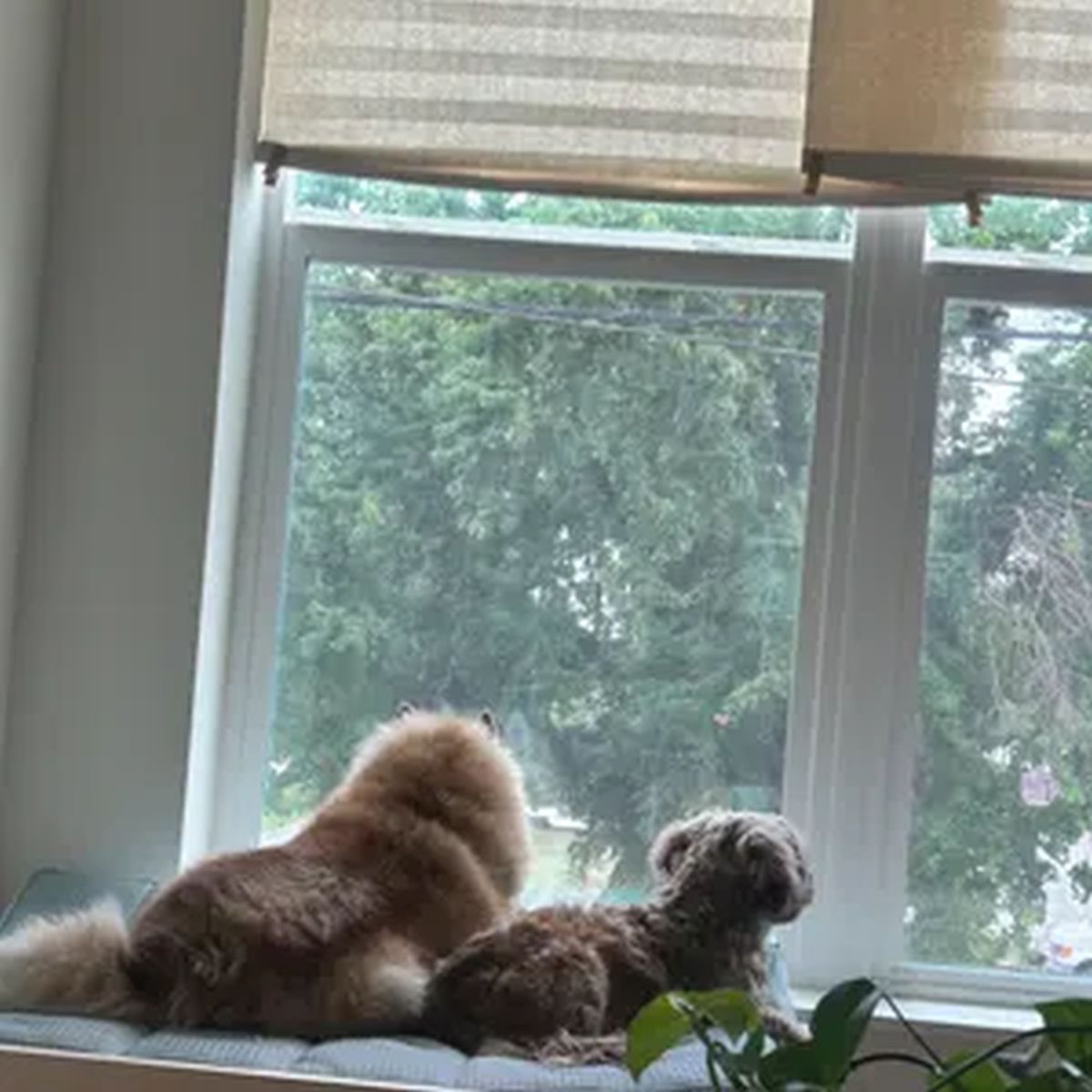 "Sophie" Unfinished Wood Dog Bed Platform to Hold Your Dog Bed Cushion